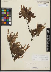 Foto von Salix waldsteiniana Willd.